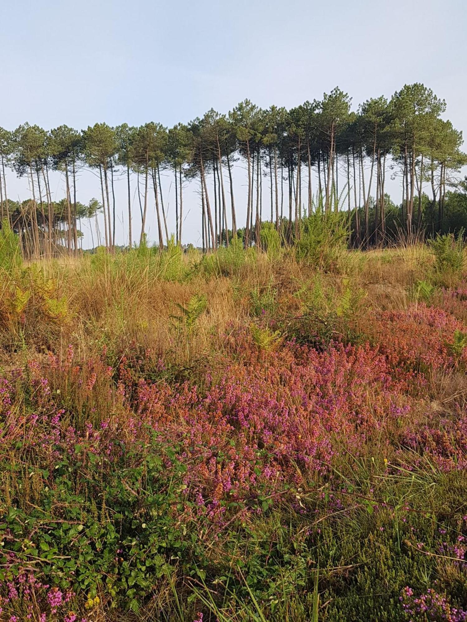Le Mas Des Landes Vielle-Saint-Girons Buitenkant foto